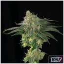 BSF - LEBRON HAZE FEM - 4 SEEDS