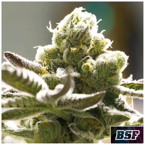 BSF - ORANGE BLOSSOM FEM - 4 SEEDS