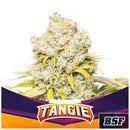 BSF - TANGIE FEM - 2 SEEDS
