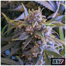 BSF - PINEAPPLE LARRY OG FEM - 2 SEEDS