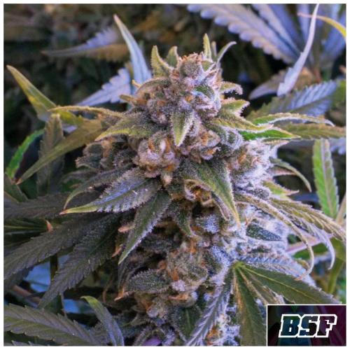 BSF - PINEAPPLE LARRY OG FEM - 7 SEEDS