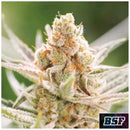 BSF - RAINBOWS FEM - 4 SEEDS