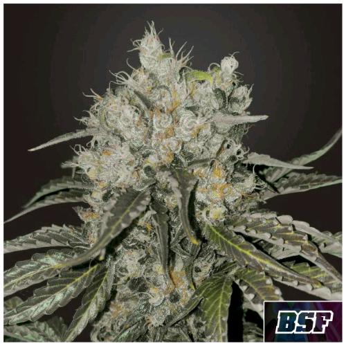BSF - DOUBLE COOKIES FEM - 12 SEEDS