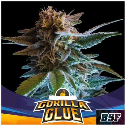 BSF - GORILLA GLUE AUTO - 4 SEEDS