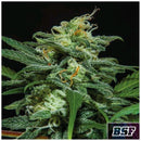 BSF - LEBRON HAZE AUTO - 2 SEEDS