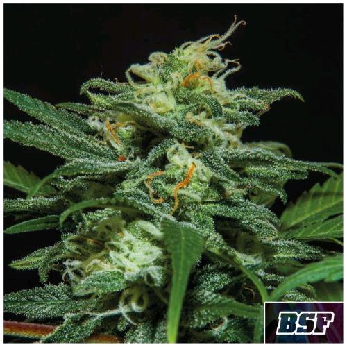 BSF - LEBRON HAZE AUTO - 12 SEEDS
