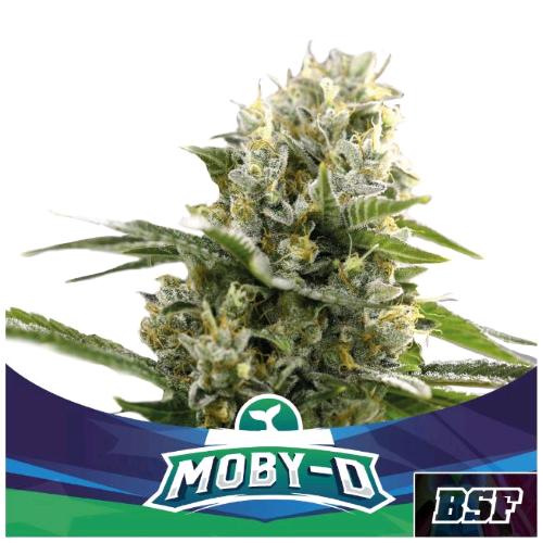 BSF - MOBY-D XXL AUTO - 7 SEEDS