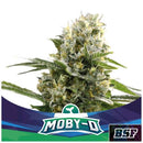 BSF - MOBY-D XXL AUTO - 2 SEEDS