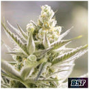 BSF - ORANGE BLOSSOM XXL AUTO - 12 SEEDS