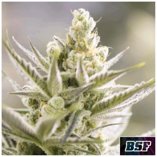 BSF - ORANGE BLOSSOM XXL AUTO - 2 SEEDS
