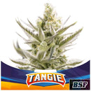BSF - TANGIE XXL AUTO - 2 SEEDS