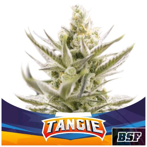BSF - TANGIE XXL AUTO - 7 SEEDS