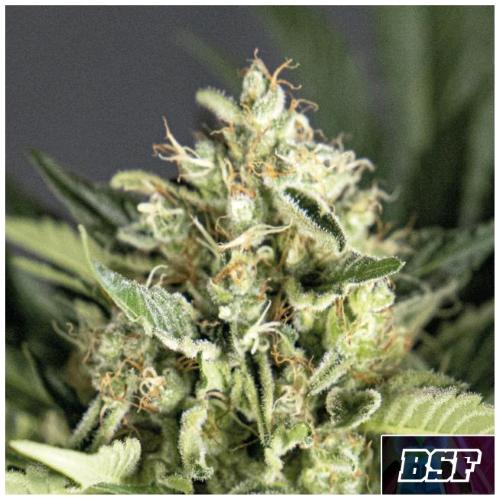 BSF - DOUBLE COOKIES AUTO - 2 SEEDS