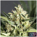 BSF - DOUBLE COOKIES AUTO - 12 SEEDS