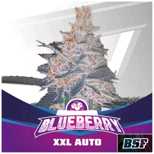 BSF - BLUEBERRY XXL AUTO - 12 SEEDS