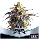 BSF - CRITICAL +2 XXL AUTO - 2 SEEDS