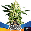 BSF - GORILLA GLUE FAST FEM - 12 SEEDS