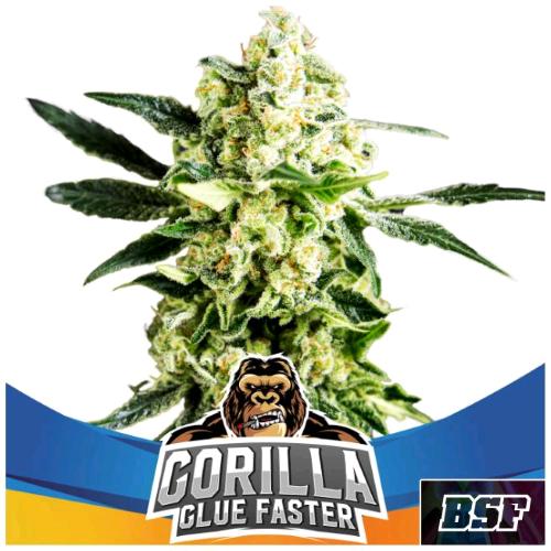 BSF - GORILLA GLUE FAST FEM - 2 SEEDS