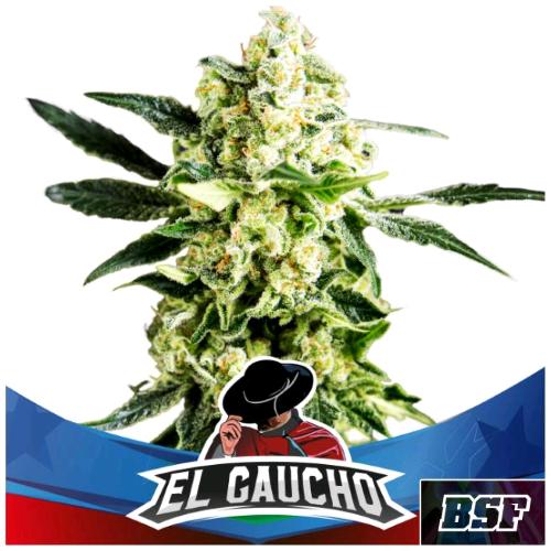 BSF - EL GAUCHO FAST FEM - 4 SEEDS