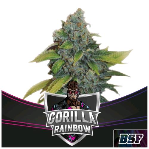 BSF - GORILLA RAINBOW FEM - 4 SEEDS