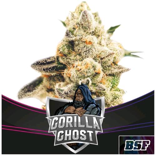BSF - GORILLA GHOST FEM - 7 SEEDS