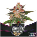 BSF - GORILLA KINGDON BANANA FEM - 4 SEEDS