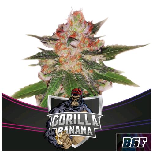BSF - GORILLA BANANA FEM - 7 SEEDS