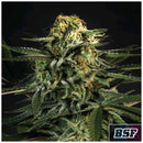 BSF - GREEN TIGER FAST FEM - 2 SEEDS