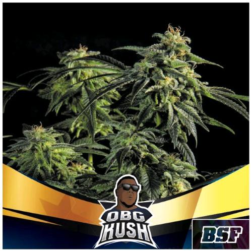 BSF - OBG KUSH FAST FEM - 12 SEEDS
