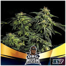 BSF - OBG KUSH FAST FEM - 4 SEEDS