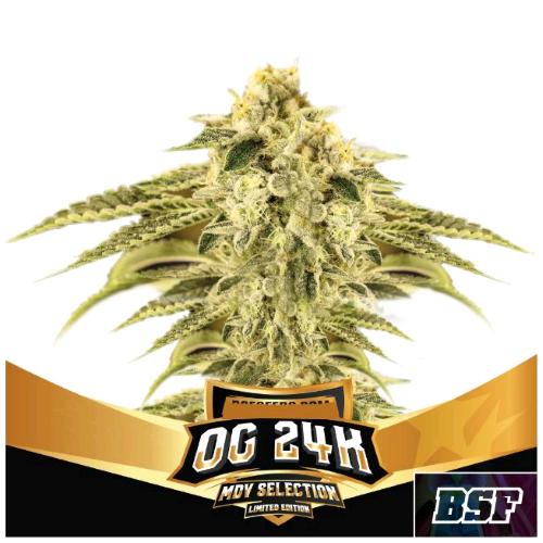 BSF - OG 24K FEM - LIMITED EDITION - 10 SEEDS