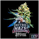BSF - NITRO HAZE FEM - 2 SEEDS