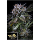 PARADISE SEEDS - WHITE NOISE FEM - 50 SEEDS