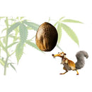 DOLCEVITA - NUMERO 100 CON SEME DI hemp OMAGGIO