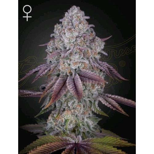 GREEN HOUSE - PERSIAN PIE FEM - 10 SEEDS