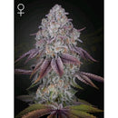 GREEN HOUSE - PERSIAN PIE FEM - 5 SEEDS