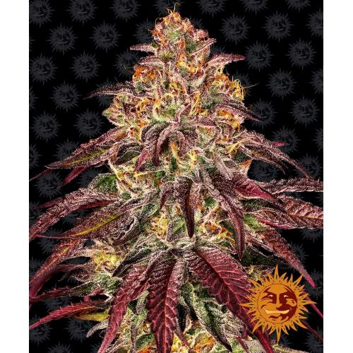 BARNEY'S FARM -  MIMOSA X ORANGE PUNCH AUTO - 1 SEED