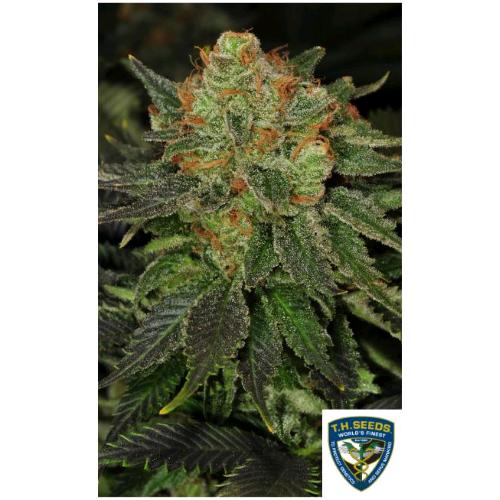 TH SEEDS - BUBBLEGUM FEM - 6+1 SEEDS