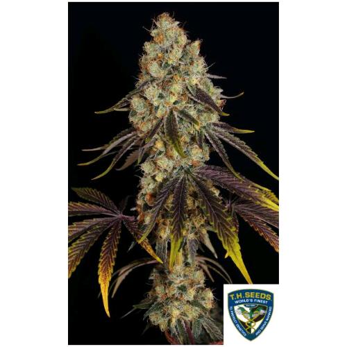 TH SEEDS - FRENCH COOKIES FEM - 2 SEEDS - 710 Limited Special Pack