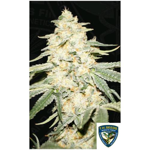TH SEEDS - WY-KIKI FEM - 2 SEEDS