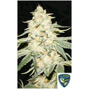 TH SEEDS - WY-KIKI FEM - 6+1 SEEDS