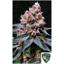 TH SEEDS - BLACK APPLE HITCHCOCK FEM - 6+1 SEEDS