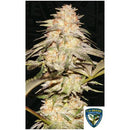 TH SEEDS - BUBBLEBANANAGUM FEM - 6+1 SEEDS