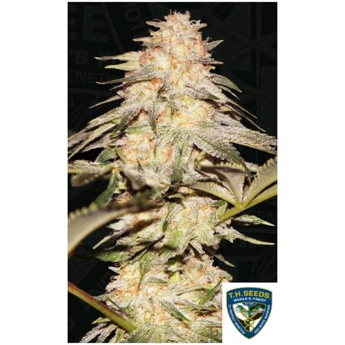 TH SEEDS - BUBBLEBANANAGUM FEM - 2 SEEDS - 710 Limited Special Pack