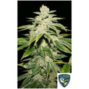TH SEEDS - WATERMELON ULTRA FEM - 7+1 SEEDS - 710 Limited Special Pack