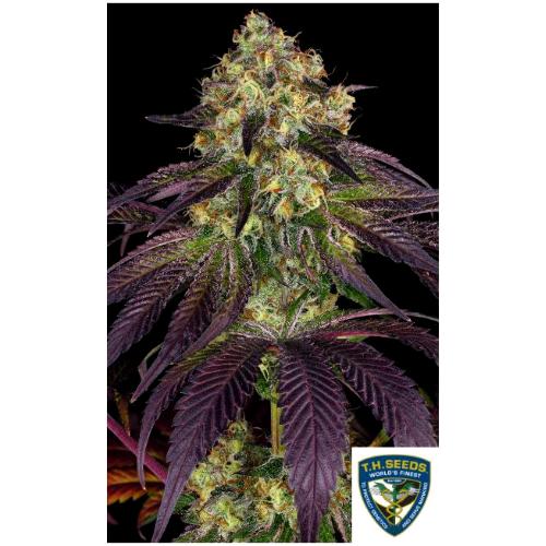 TH SEEDS - STRACCIATELLA FEM - 6+1 SEEDS