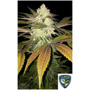 TH SEEDS - ORANGE SICLE FEM - 2 SEEDS