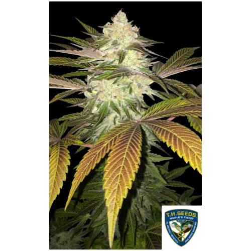 TH SEEDS - ORANGE SICLE FEM - 2 SEEDS