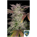 TH SEEDS - GELATO CAKE FEM - 6+1 SEEDS