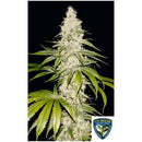 TH SEEDS - MONT BLANC FEM - 6+1 SEEDS